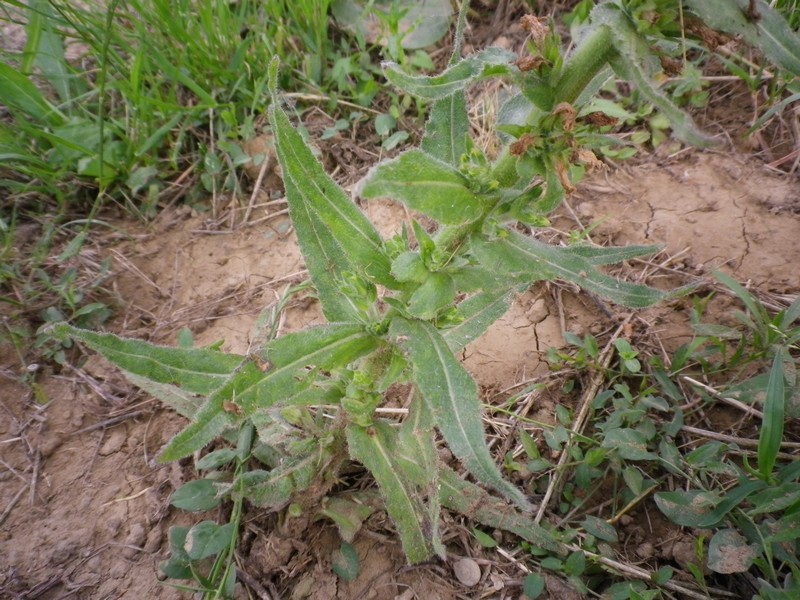 Campanula spicata